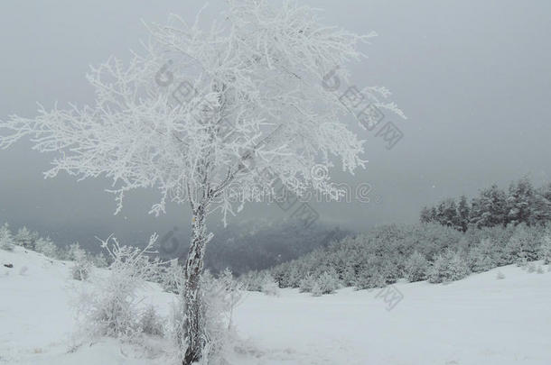 光秃秃的美女暴风雪圣诞节气候