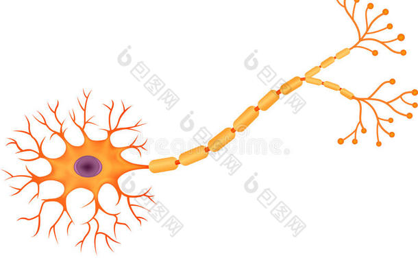 人类神经元解剖的卡通插图