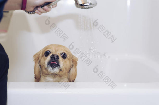 不高兴的小狗在浴缸里洗澡
