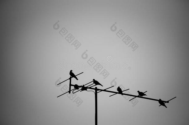 抽象鸽子栖息在电视天线上。 <strong>黑白色调</strong>。