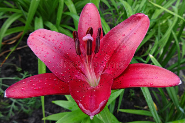 雨后花园里的深红色百合