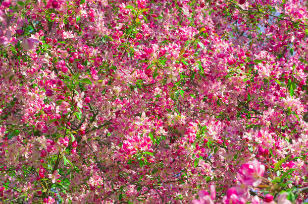 美丽的粉红色春天的树