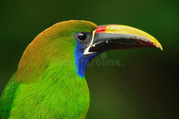 蓝喉巨嘴鸟，大嘴鸟，绿色巨嘴鸟在自然栖息地的详细肖像，哥斯达黎加