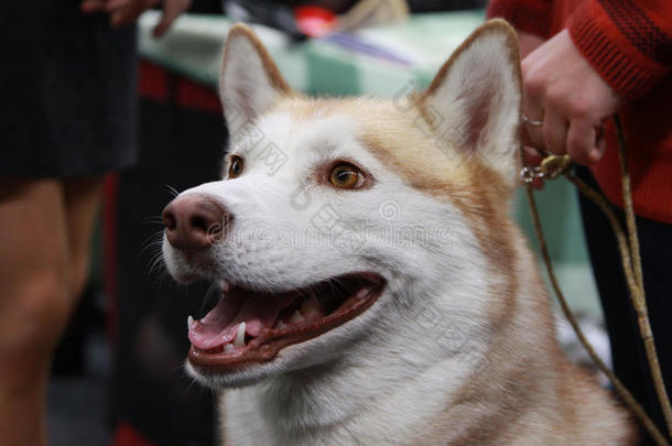 西伯利亚哈士奇犬