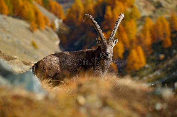 阿尔卑斯野山羊，卡普拉野山羊，背景是秋天的橙色落叶松，意大利格兰帕拉迪索国家公园