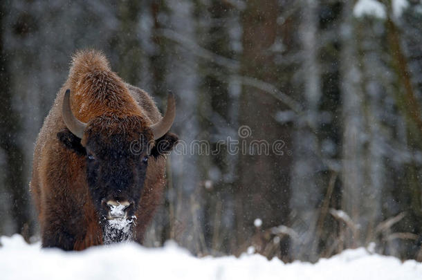 欧洲野牛在冬天的森林里，寒冷的景象与棕色的大动物在大自然的栖息地，雪在树上，