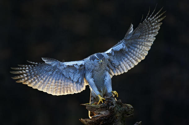 苍鹰，张开翅膀的捕食鸟，带着傍晚的阳光背光，自然森林栖息地在背景下，降落在树上
