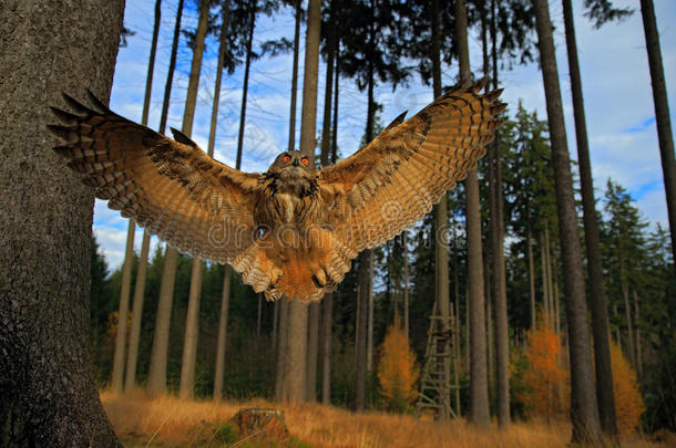 飞行欧亚鹰猫头鹰与开放的翅膀在森林栖息地，<strong>广角镜头</strong>照片