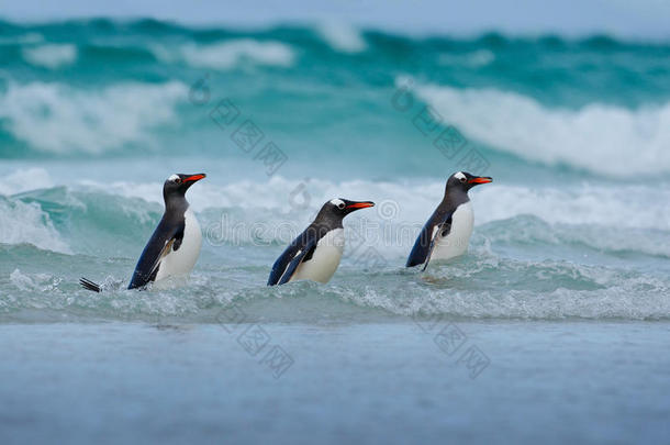 金杜企鹅，海洋中的三只水鸟，在海洋中游泳和跳跃，福克兰群岛