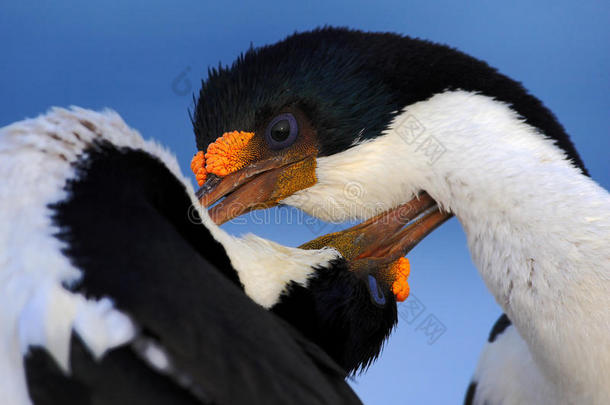 皇家沙格的求爱肖像，来自福克兰群岛的Phalacrocoraxatriceps，Cormorant