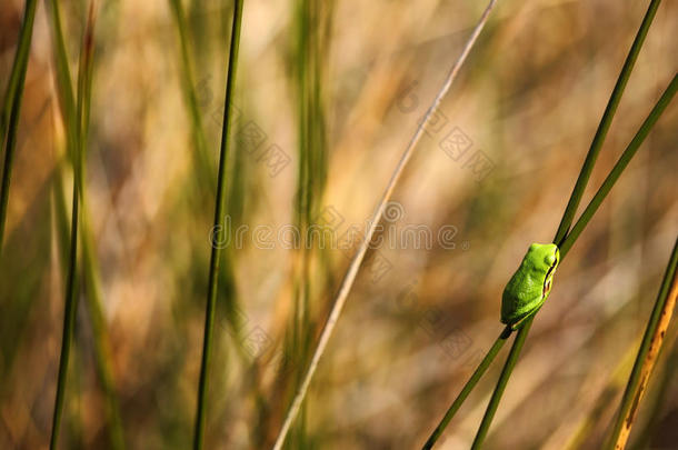 欧洲树蛙，海拉树，漂亮的绿色两栖动物坐在草地上与自然栖息地，法国