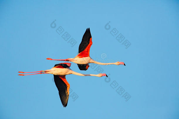 飞行一对漂亮的粉红色大鸟大火烈鸟，腓尼基翅目鲁伯，与清澈的蓝色SYK，卡马格，法国