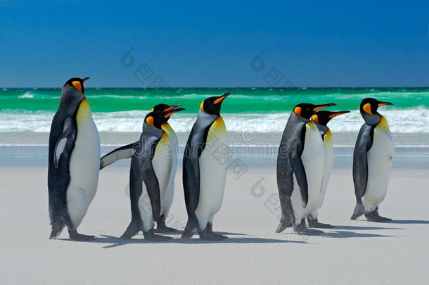 一群王企鹅，从白沙到大海，在大自然的栖息地，<strong>深蓝色</strong>的<strong>天空</strong>，