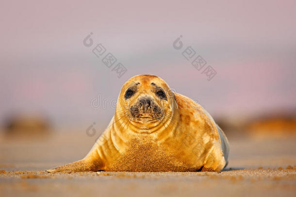 灰色海豹，沙滩上的朝阳，<strong>背景</strong>中的<strong>大海</strong>，德国赫尔戈兰岛