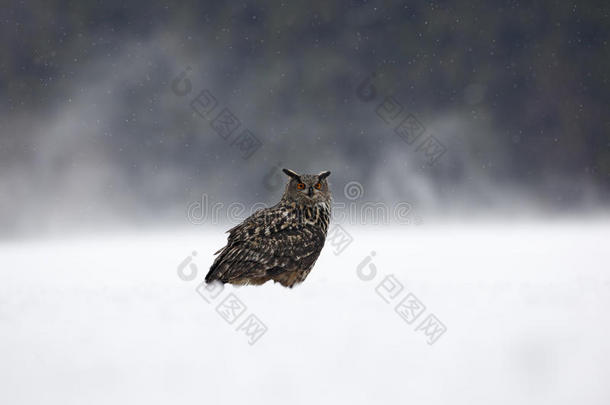 欧亚鹰猫头鹰在寒冷的冬天在白雪中