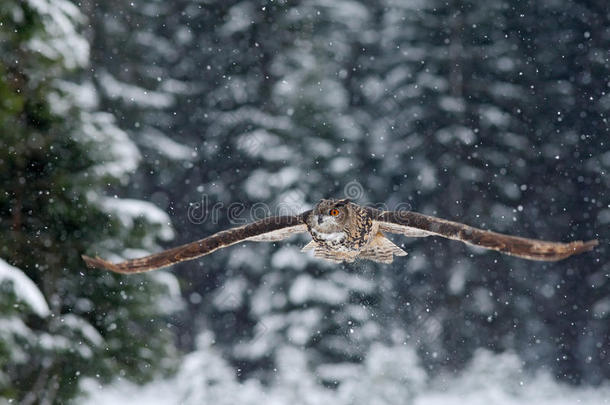 在寒冷的冬天，在雪林中，飞着欧亚鹰猫头鹰，张开翅膀，雪花飞舞
