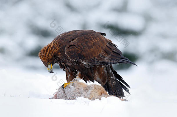 金鹰，捕食鸟，捕捉杀死红狐在雪的冬天，雪在森林栖息地，挪威