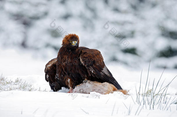 <strong>金鹰</strong>与野兔在雪的冬天，雪在森林的栖息地