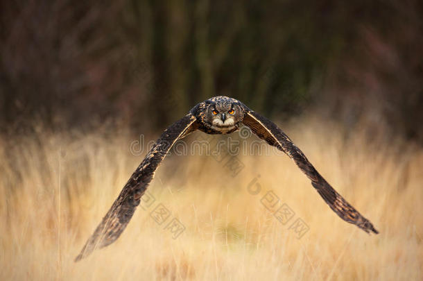 欧亚鹰猫头鹰，布波布波，在草地上张开翅膀的飞鸟，背景是森林