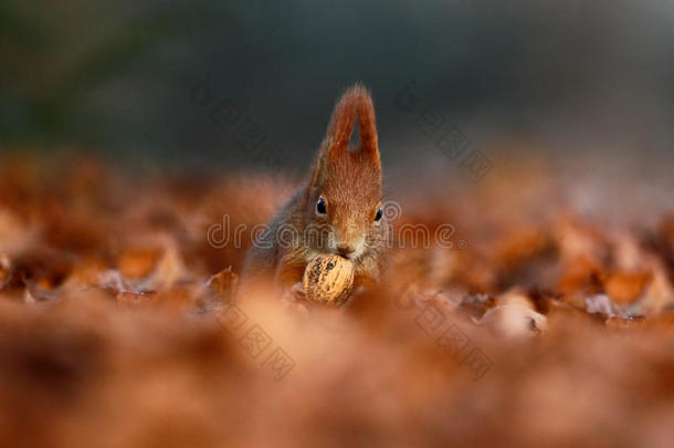 可爱的红色松鼠长着尖尖的耳朵，在秋天的橙色场景中吃坚果，背景是美丽的落叶森林
