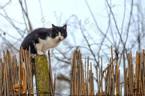 篱笆上的猫。 <strong>邻居</strong>猫在农场盯着摄影师