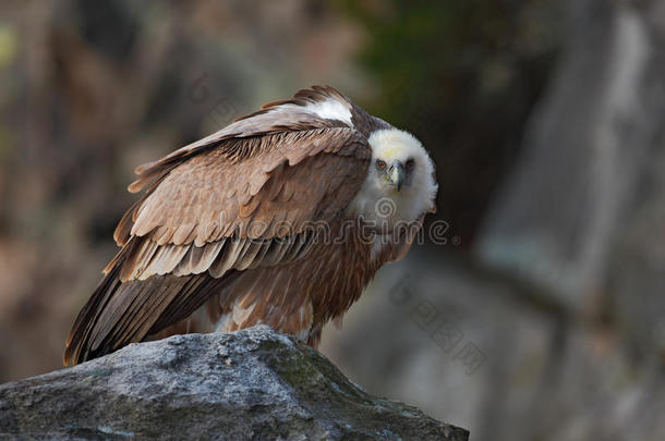 格里芬秃鹫，<strong>吉普</strong>赛人，坐在石头上的大猎物，岩石山，法国