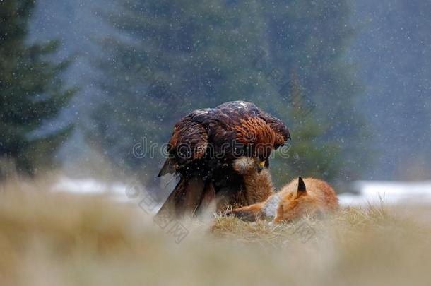 金鹰，捕食杀死红狐，尾巴在比尔，在森林里下雨