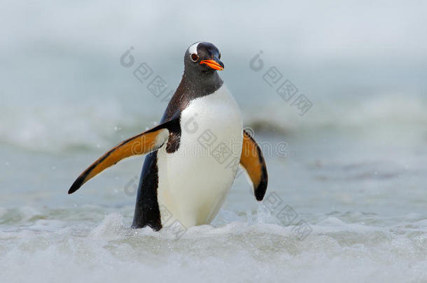 金杜企鹅跳出<strong>蓝色</strong>的水，在福克兰群岛的<strong>海洋</strong>中游泳，鸟在自然的<strong>海洋</strong>栖息地