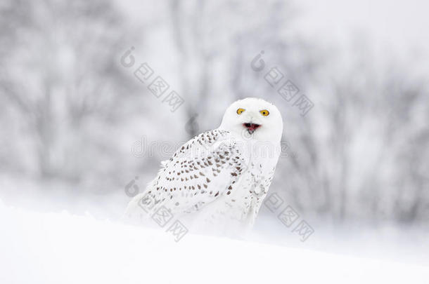 鸟雪猫头鹰坐在雪地上，冬天的场景带着雪花在风中。