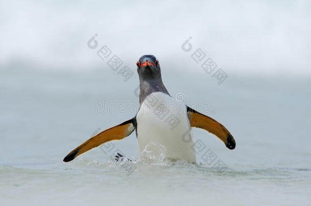 金杜企鹅，水海鸟跳出蓝色的水，同时在福克兰群岛的海洋中游泳