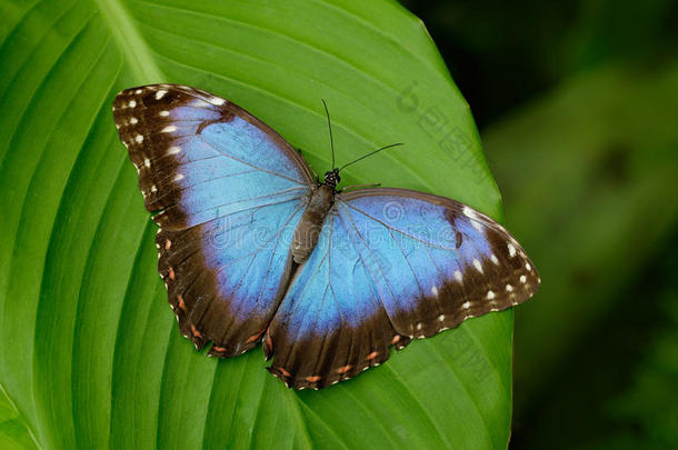 大蝴蝶蓝色变形，变形虫，坐在绿叶上，哥斯达黎加