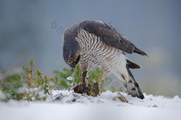 欧亚大陆的麻雀鹰，骑着小鸟坐在森林里的雪地上