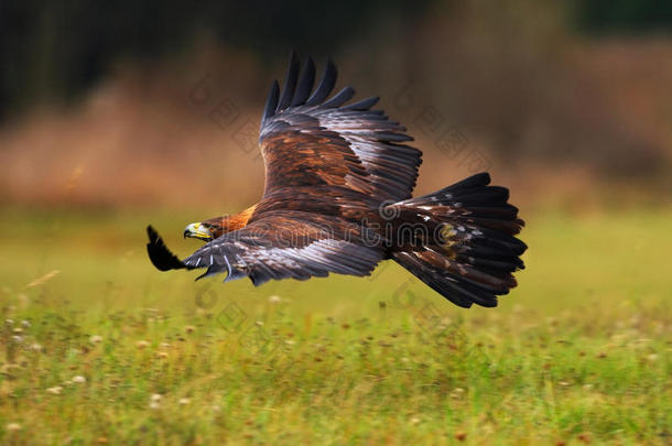 <strong>金色</strong>的鹰，在开花的<strong>草地</strong>上飞翔，棕色的猛禽，翼展大，挪威