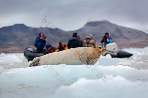 挪威斯瓦尔巴北极<strong>蓝白</strong>色冰面上的胡子海豹，<strong>背景</strong>是游客乘坐的摩托艇