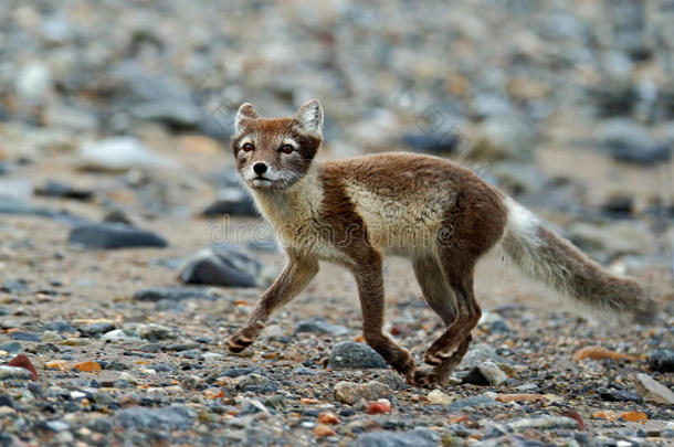 北极狐，VulpesLagopus，<strong>灰色</strong>卵石海滩上的奔跑动物，自然栖息地的动作<strong>场景</strong>，斯瓦尔巴，挪威