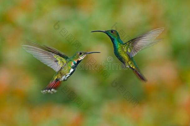 两只蜂鸟绿色胸芒果在苍蝇与浅绿色和橙色花背景，兰乔自然，公司