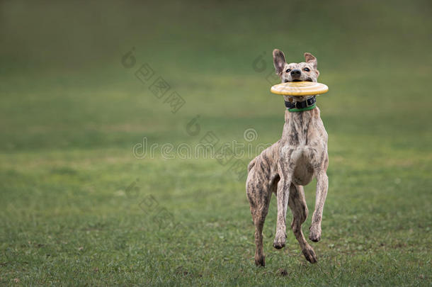 牧羊犬抓飞盘