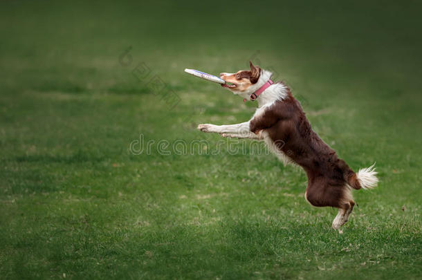 边境牧羊犬抓飞盘