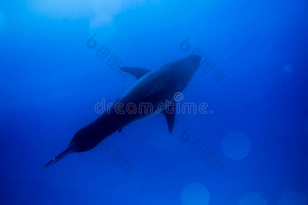蓝色海洋中的大白鲨