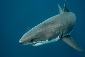 深海中的大白鲨图片