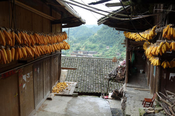 中国少数民族村干玉米