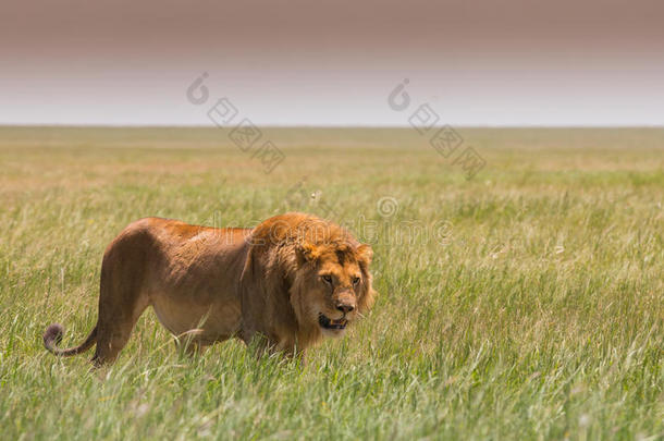 非洲大草原上的大年轻狮子