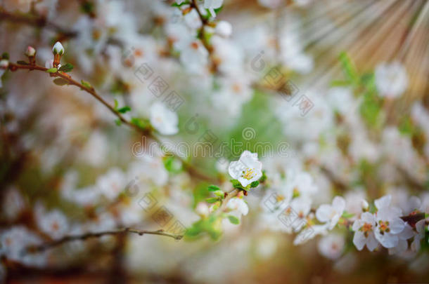 美丽的樱花盛开，温柔的小白花在树枝上模糊的背景，美丽的春天季节。
