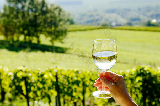 一杯白葡萄酒暴露在阳光下，背景是葡萄园