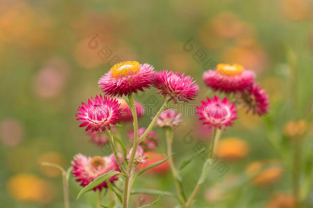 草花或天长地久