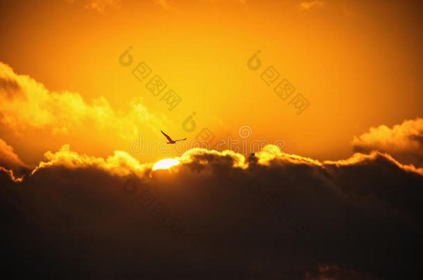 天空中的飞鸟。 风景优美的日出与美丽的云景。
