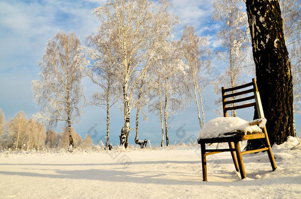 椅子站在冬天的桦树中间