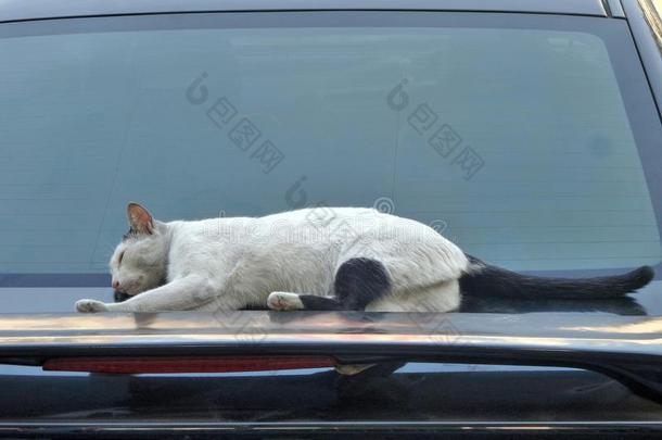 猫睡在闪亮的汽车上
