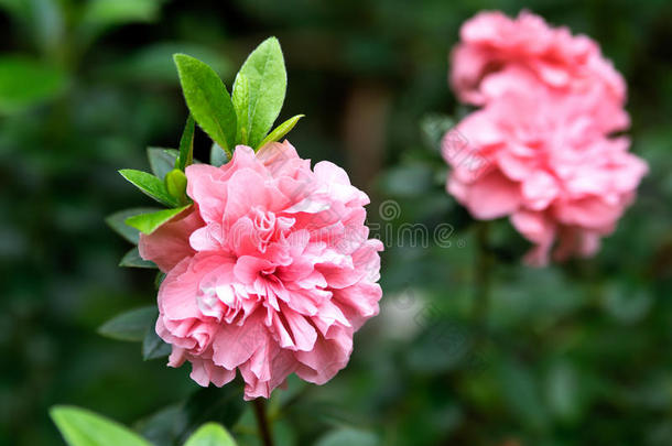 亚洲<strong>杜鹃花开</strong>花植物学的灌木