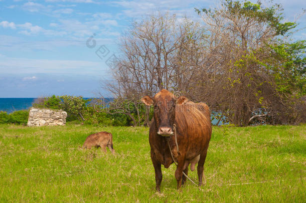 农业农业栽培农业旅游动物牛